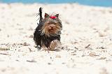 YORKSHIRE TERRIER 141